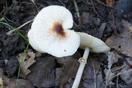 Слика од Lepiota cristata (Bolton) P. Kumm. 1871