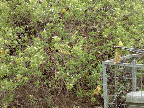 Image of Taveta Golden Weaver