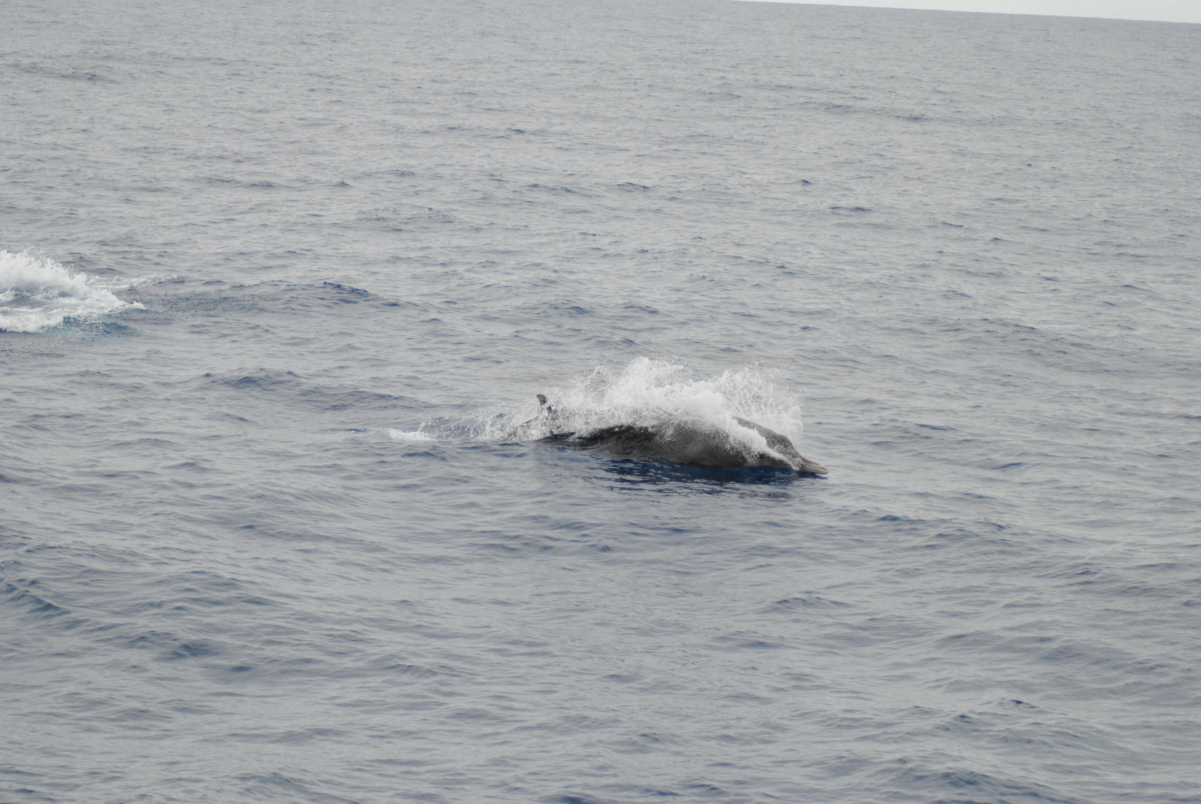 Image of Layard's Beaked Whale