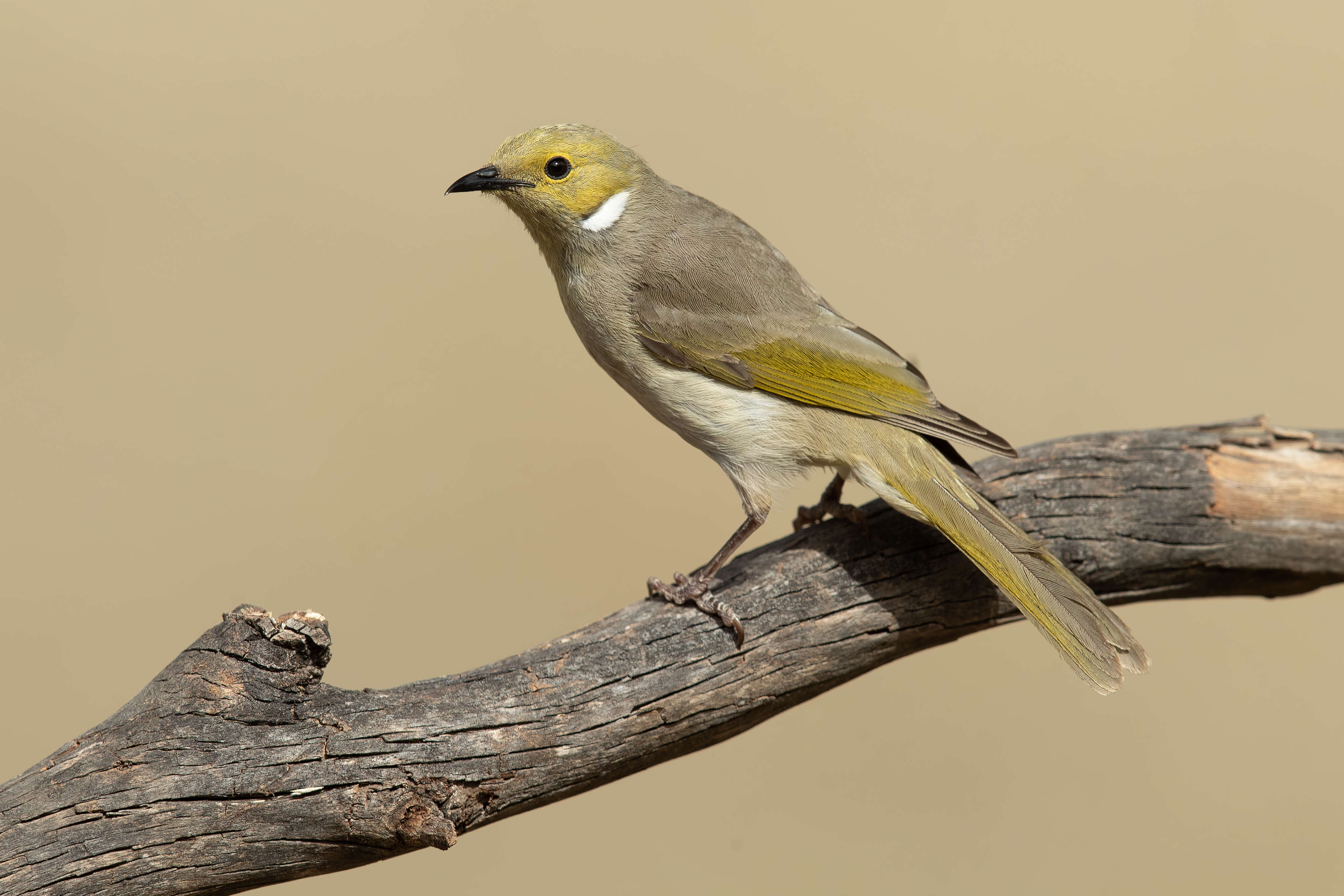 Image of White-plumed Honeyeater