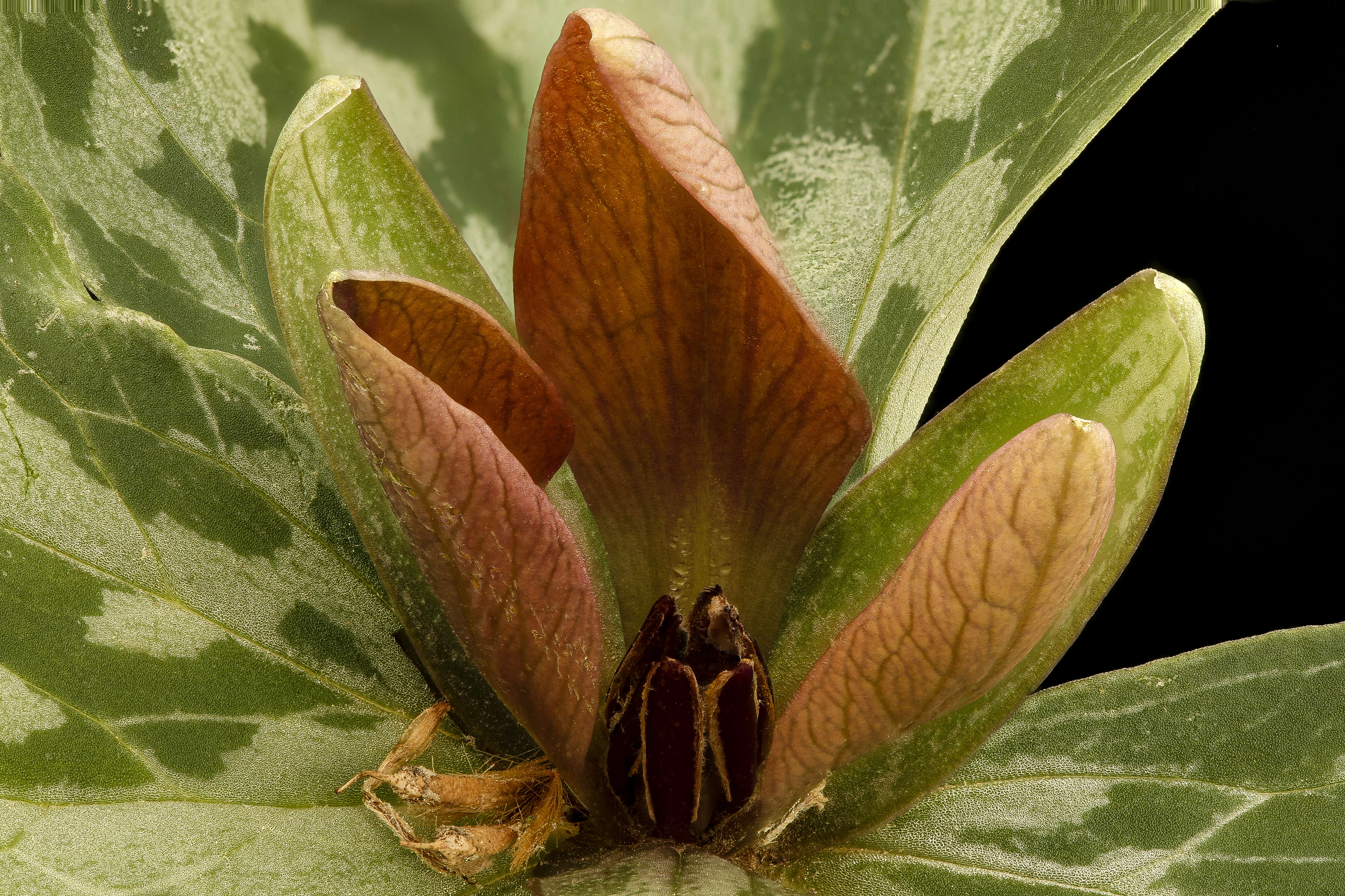 Imagem de Trillium sessile L.