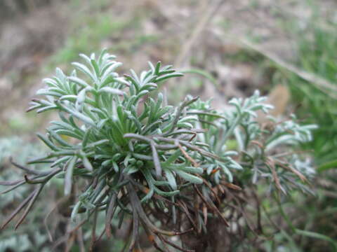 Image of field sagewort