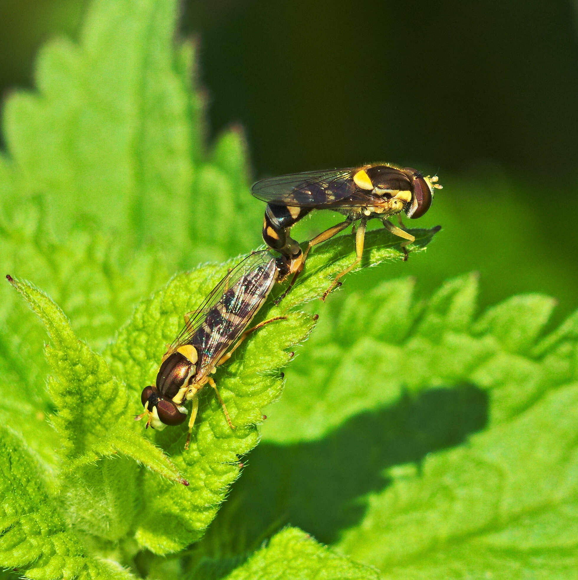 Image of Sphaerophoria scripta (Linnaeus 1758)