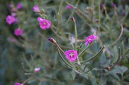 Image of Great Willowherb