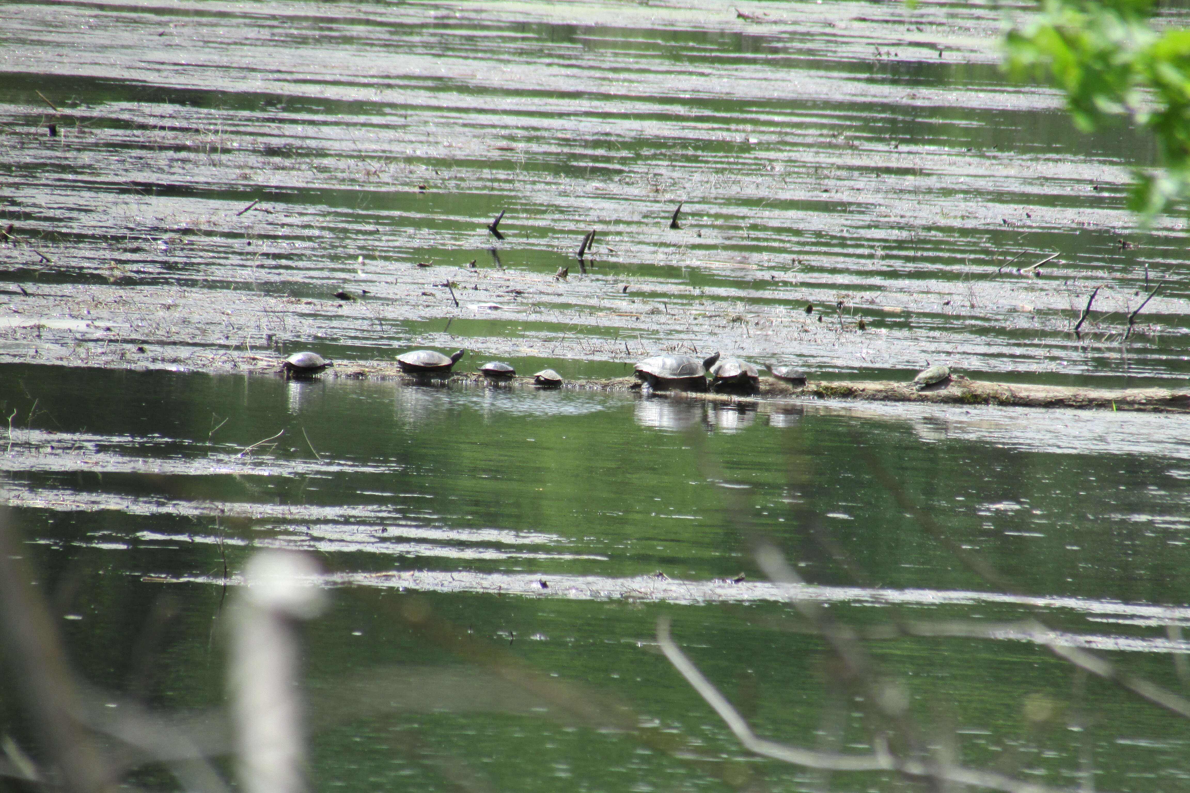 Image of Smooth Softshell Turtle