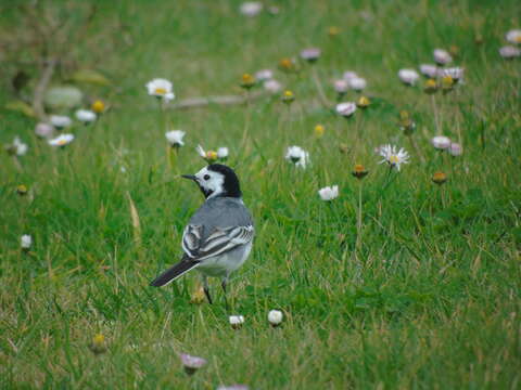 Image of Pied Wagtail and White Wagtail