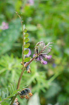 Image of bush vetch