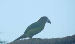 Image of Blue-throated Toucanet