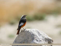 Image of Güldenstädt's Redstart