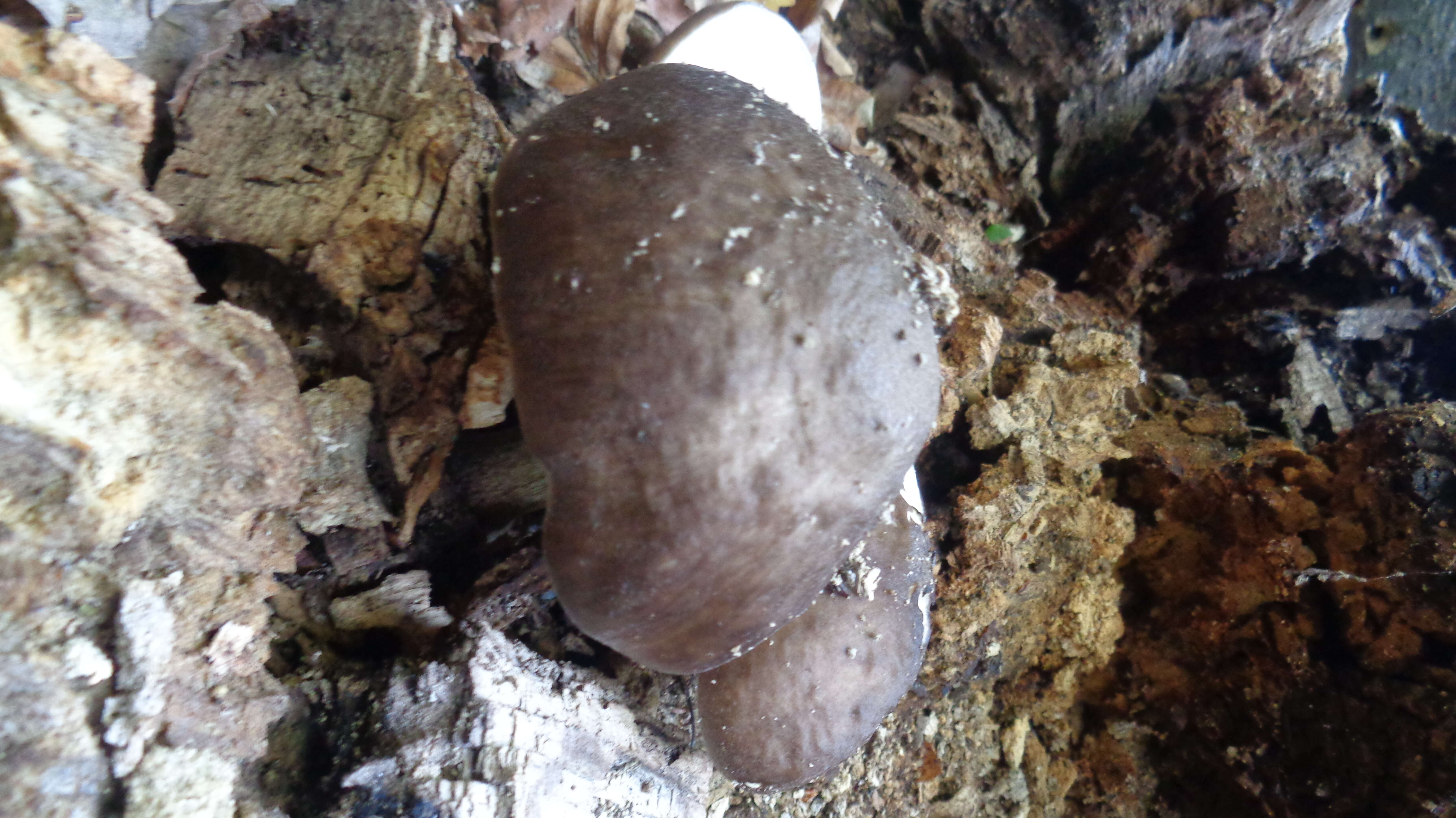 Image of Deer Mushroom