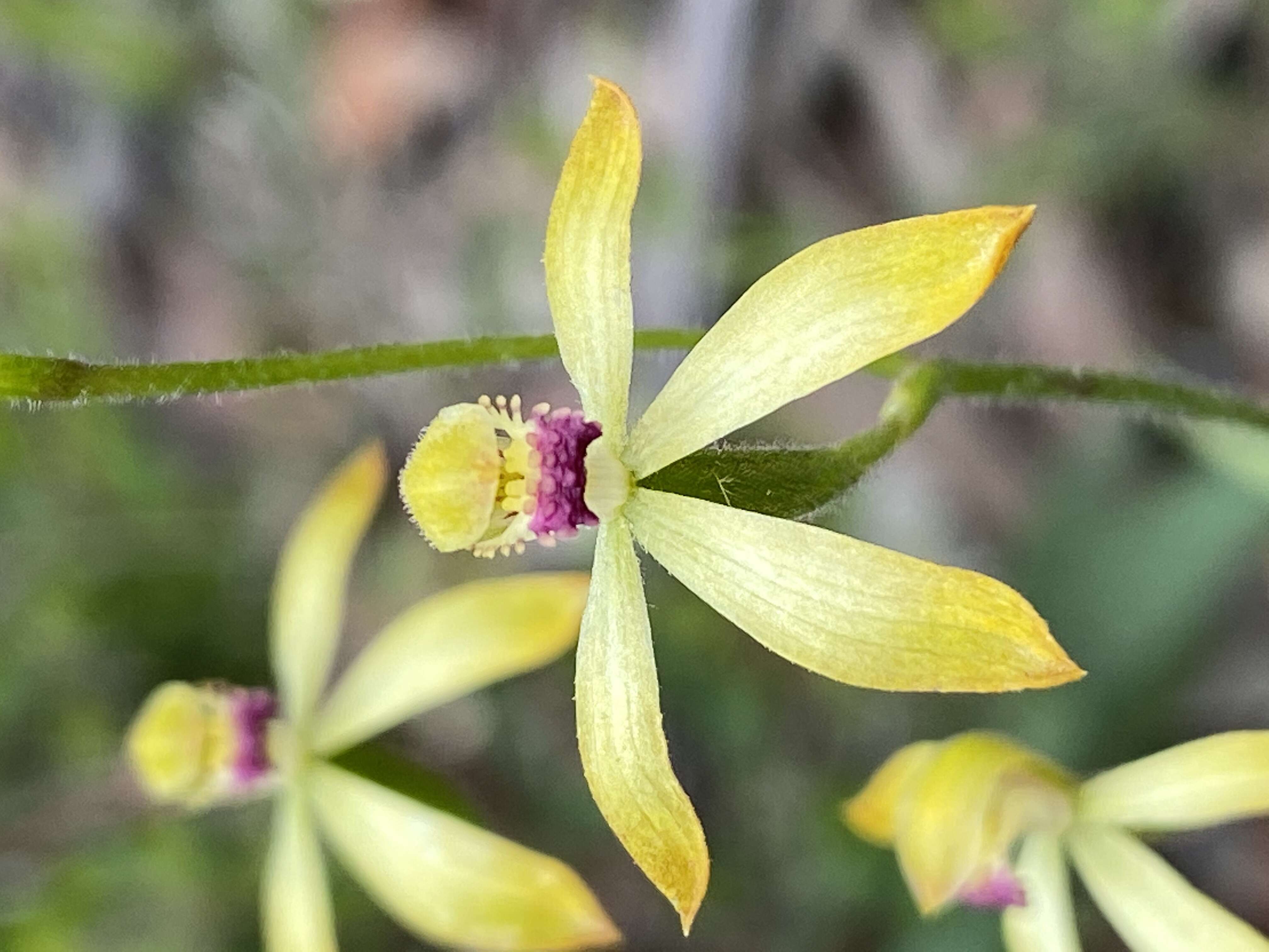 Image of Caladenia testacea R. Br.