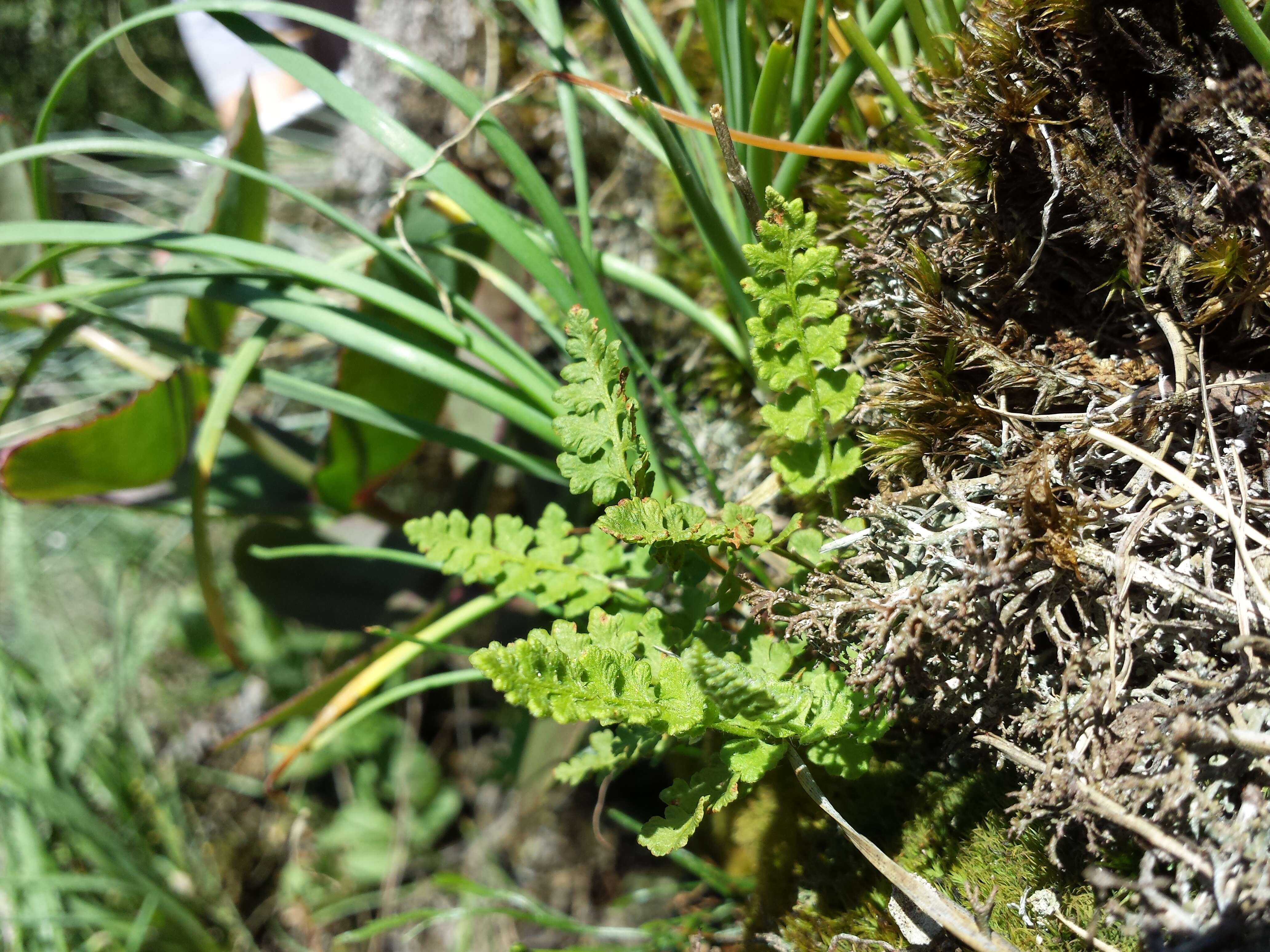 Imagem de Woodsia alpina (Bolton) Gray