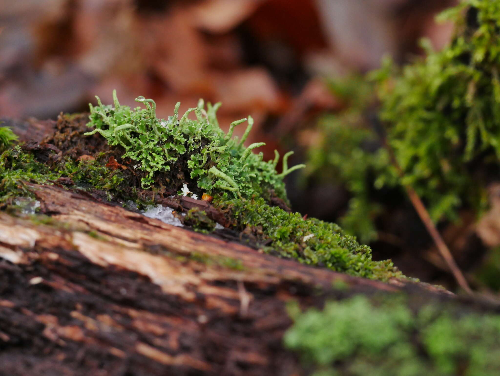 Слика од Cladonia cristatella Tuck.