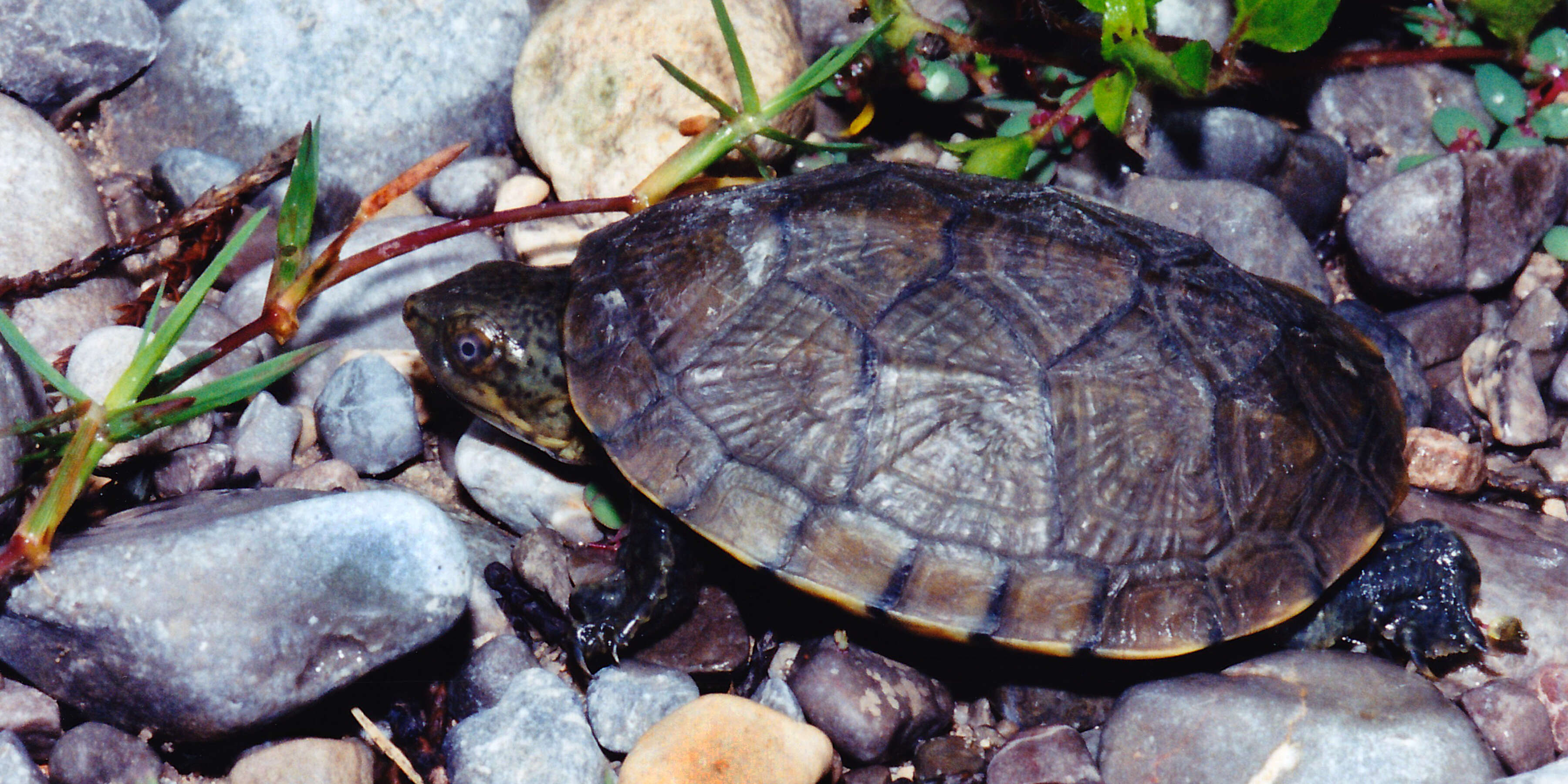 Image of Mexican Mud Turtle