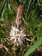 Image of White asphodel