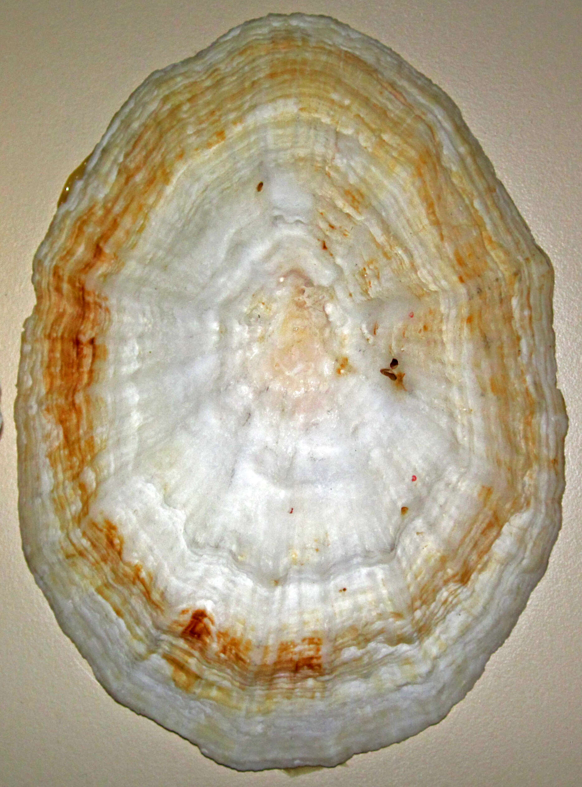 Image of giant Mexican limpet