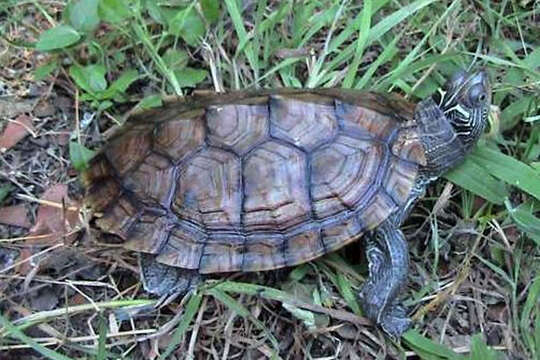 Image of Map Turtles