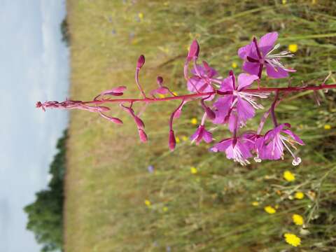 Image of Narrow-Leaf Fireweed