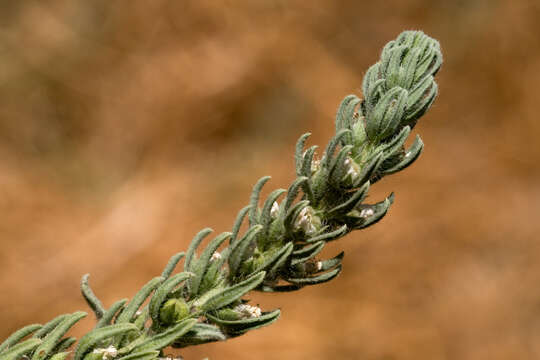 Teucrium cubense Jacq. resmi