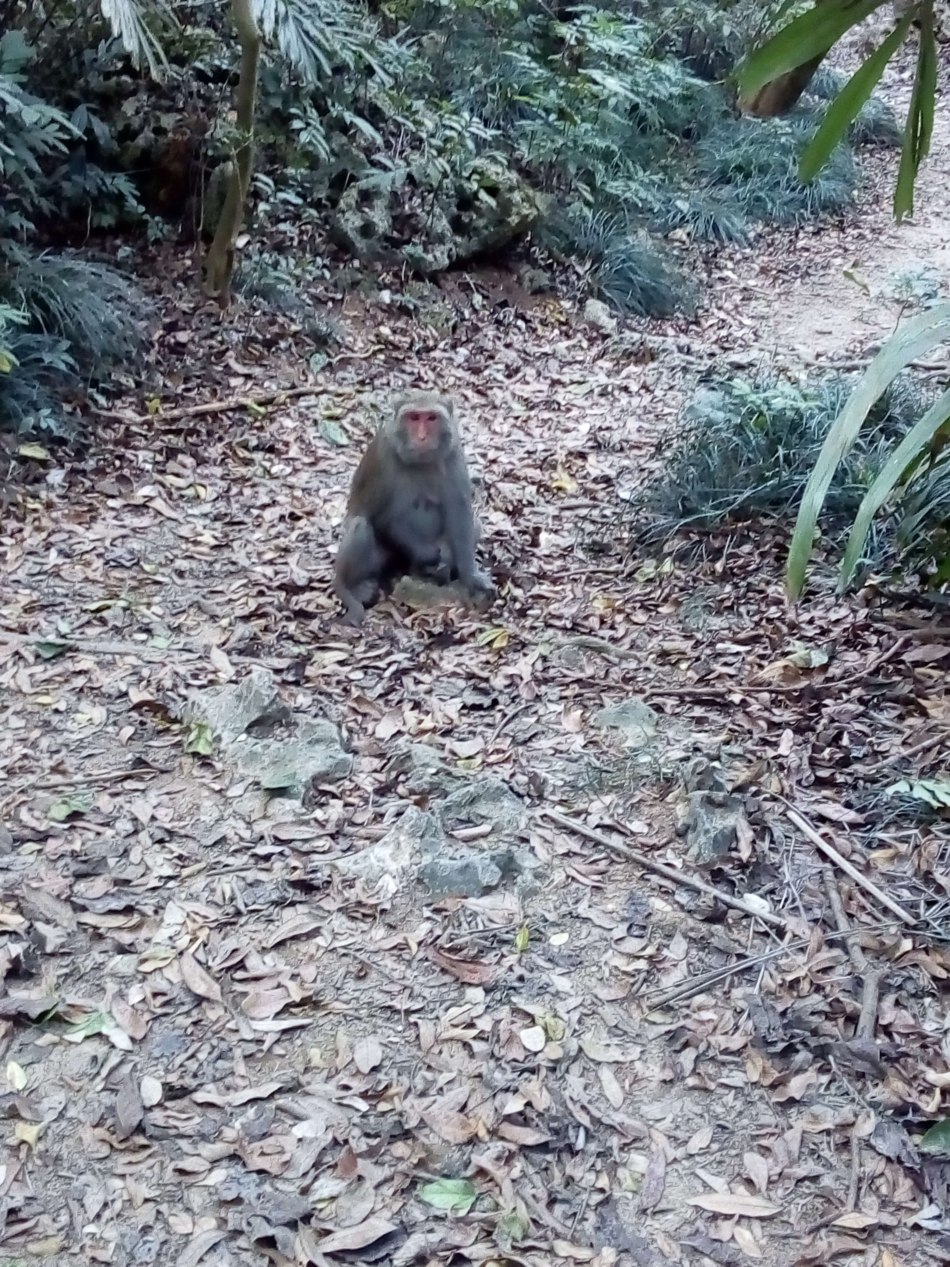 Слика од Macaca cyclopis (Swinhoe 1863)