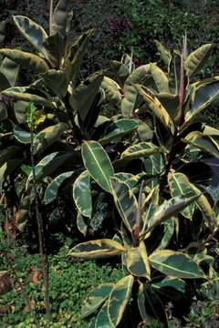 Image of Indian rubberplant