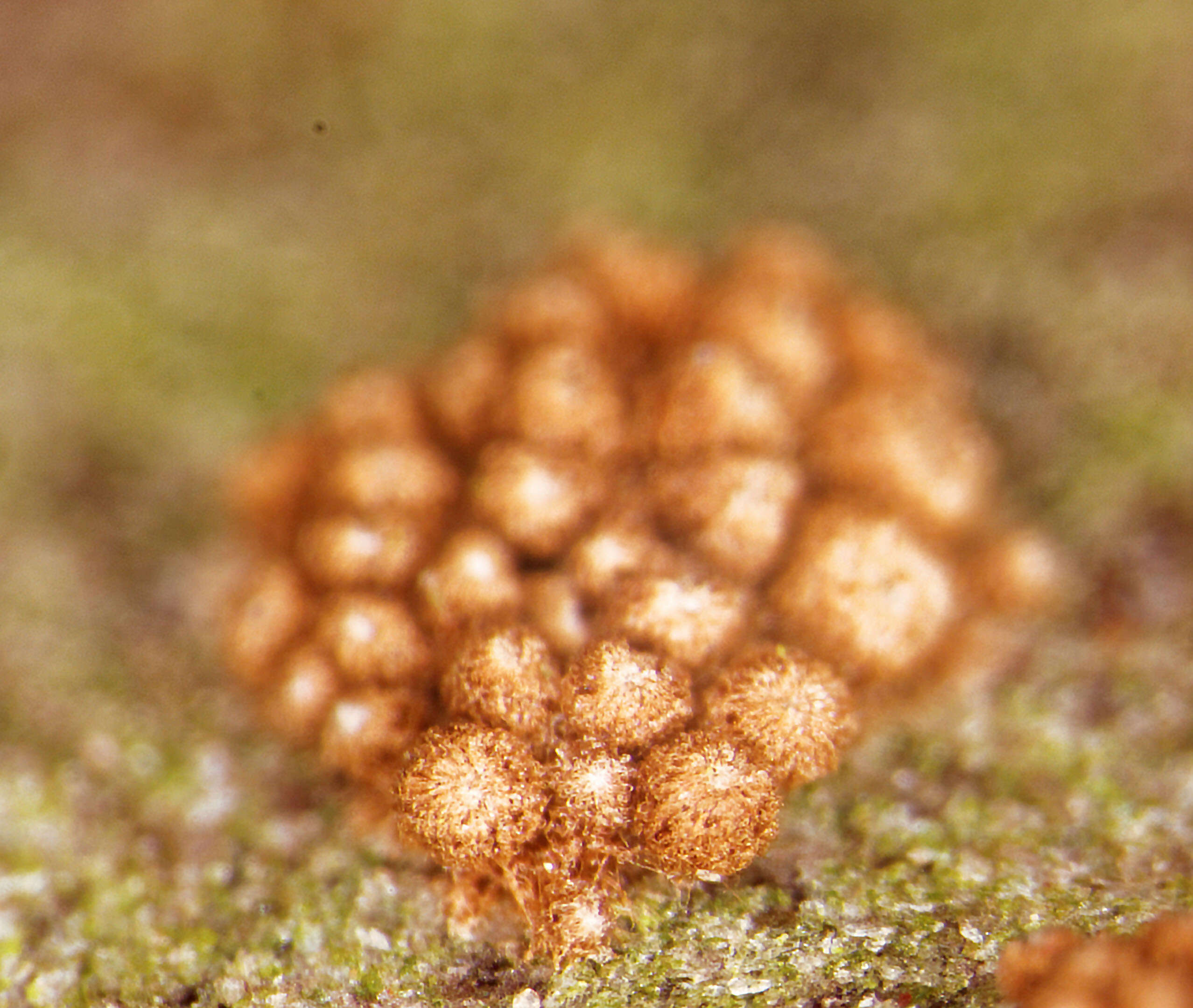 Image of Merismodes