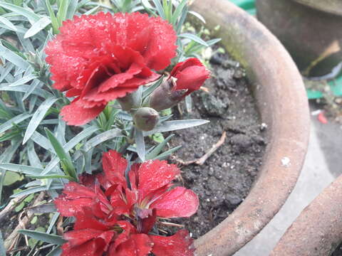 Image of carnation