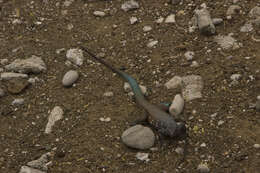 Image of Laurent's Whiptail