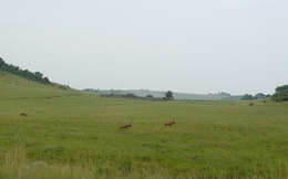 Image of Hartebeest