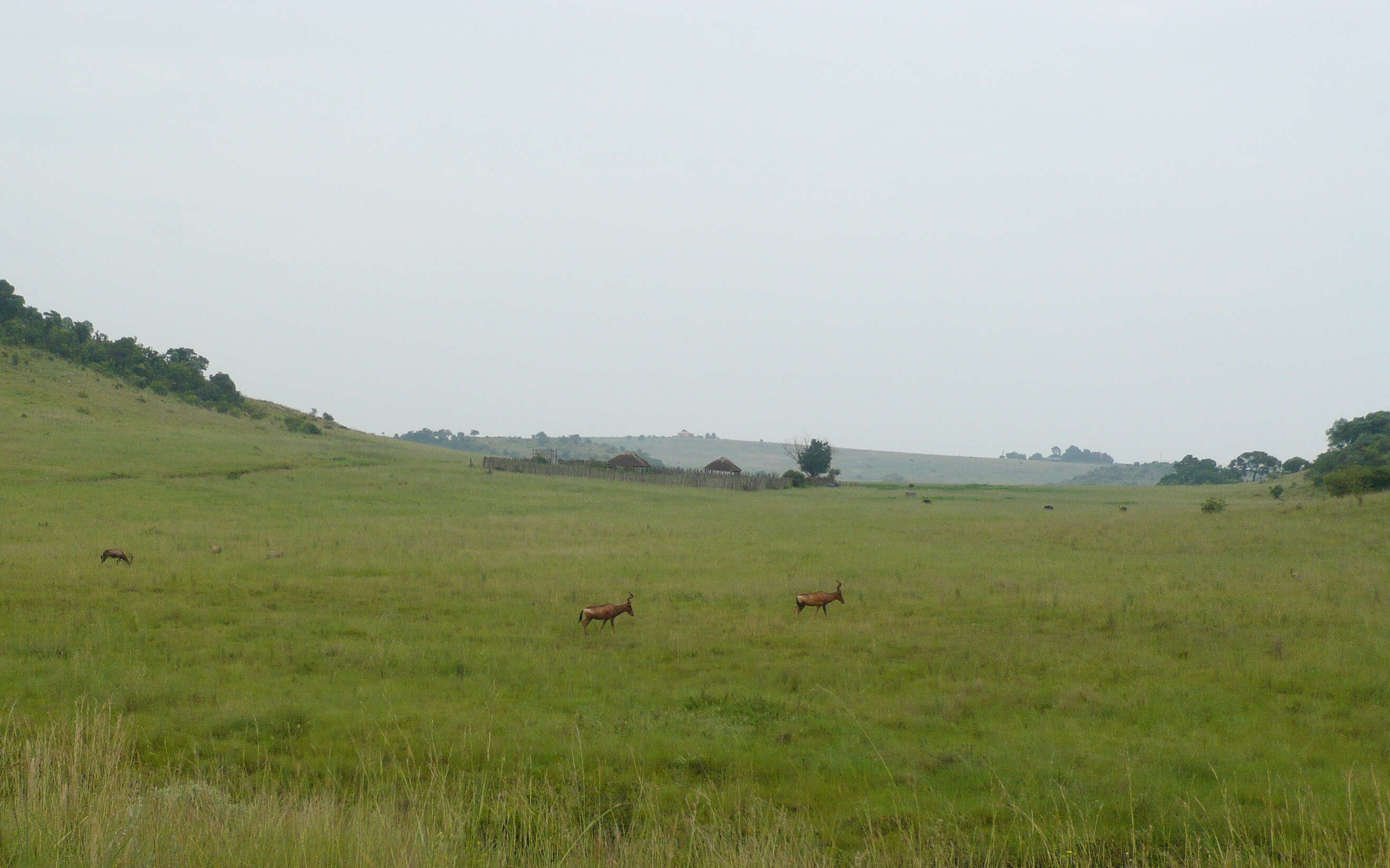 Image of Hartebeest