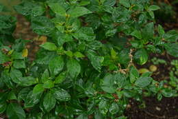 Слика од Achyranthes arborescens R. Br.