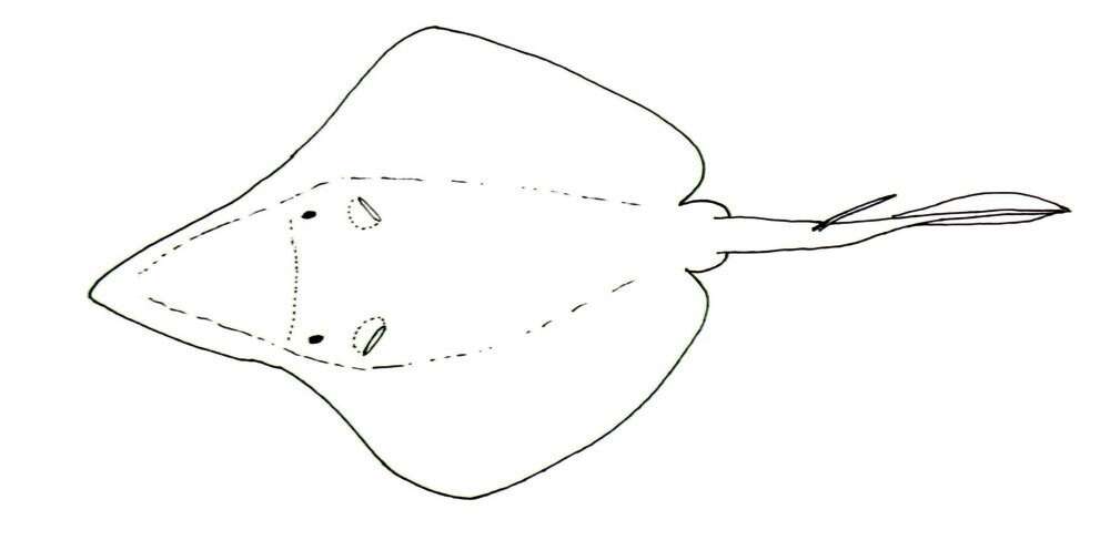 Image of sixgill stingrays