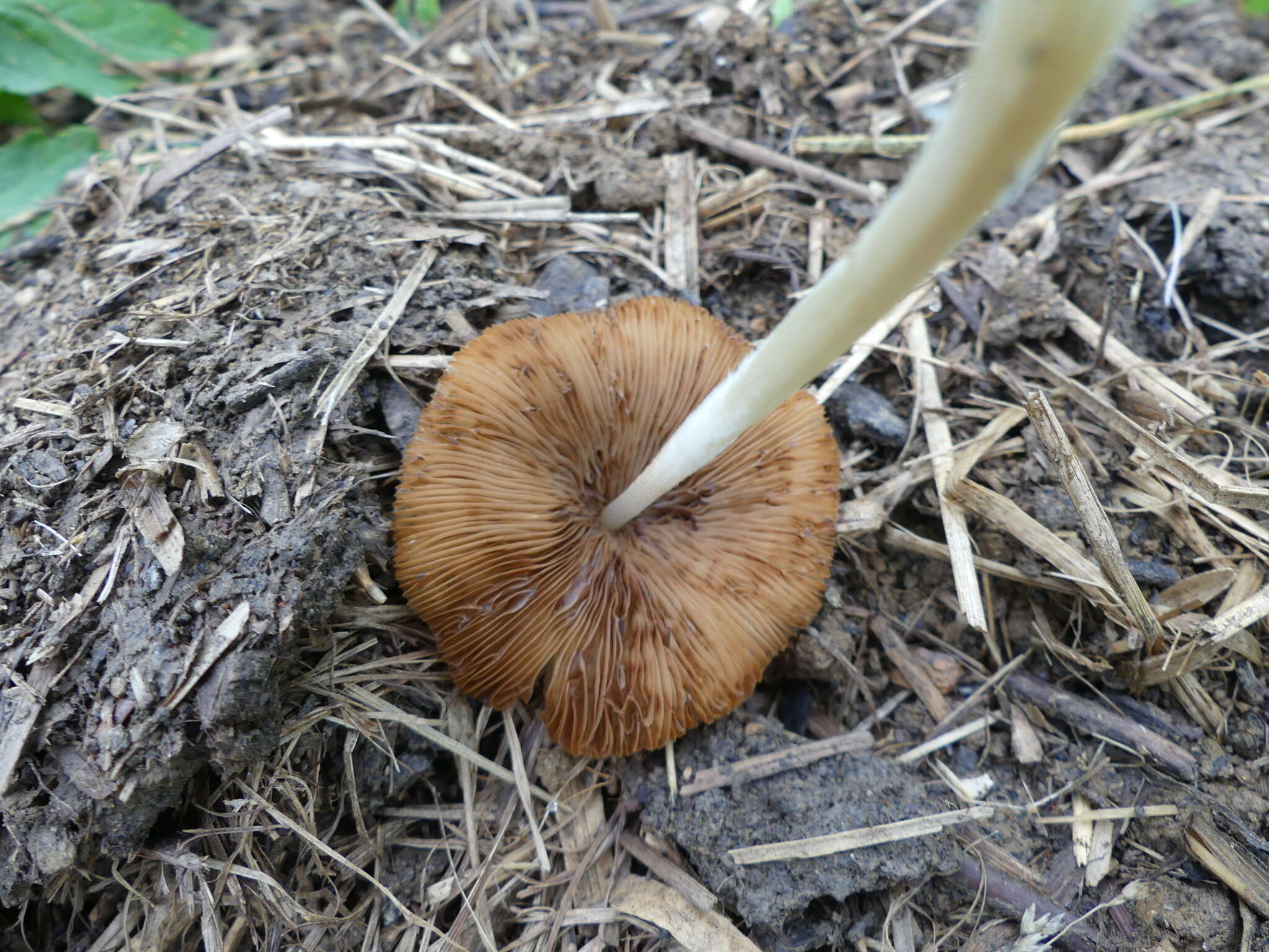 Image of White Dunce Cap