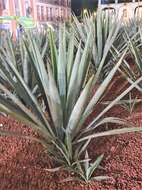 Image of tequila agave