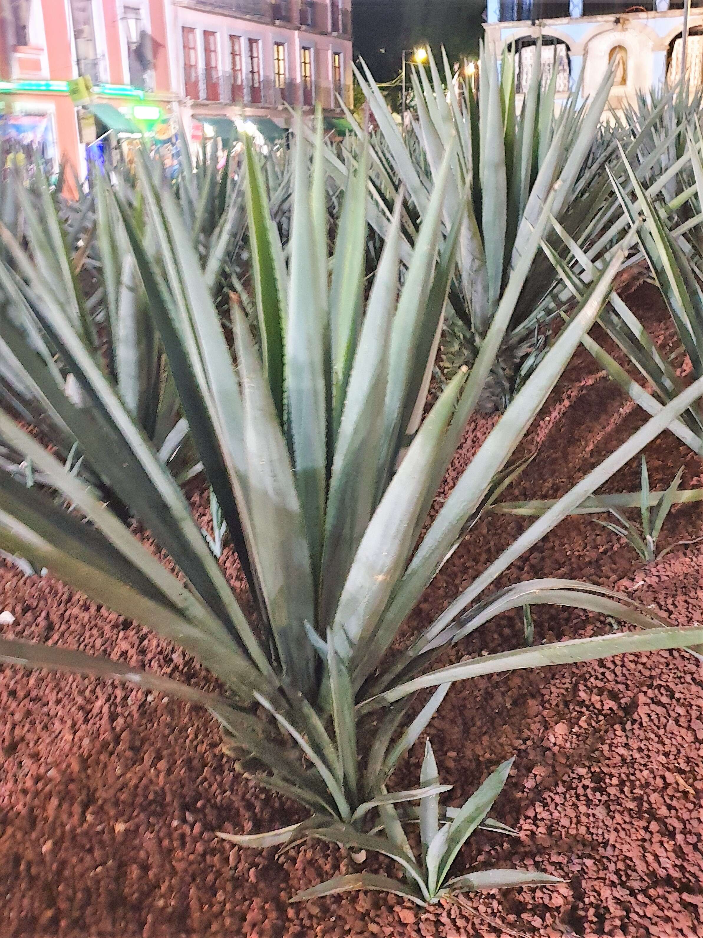 Image of tequila agave