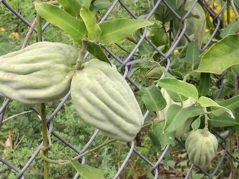 Araujia sericifera Brot. resmi