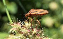 Image of <i>Graphosoma italicum</i>