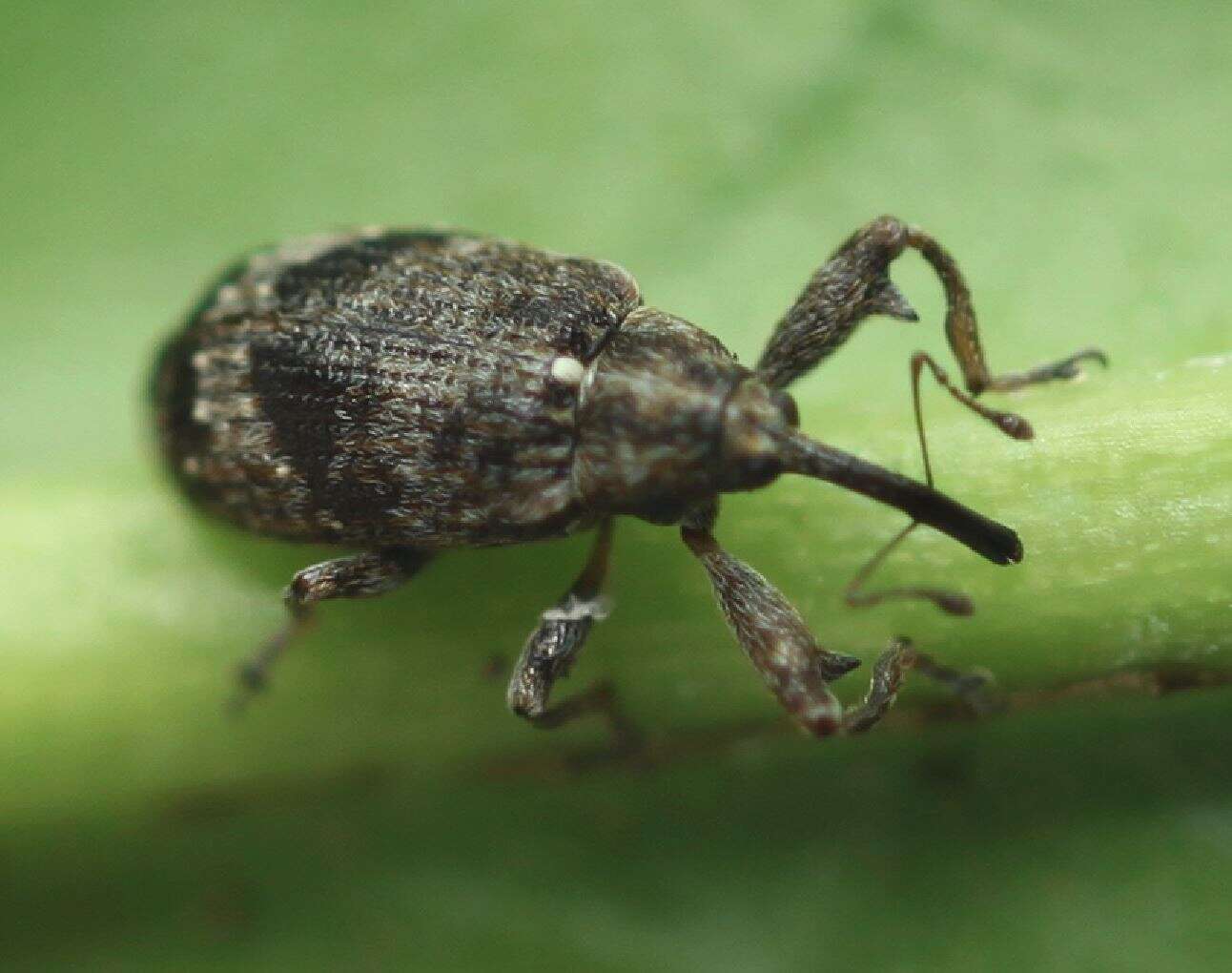 Image of Weevil