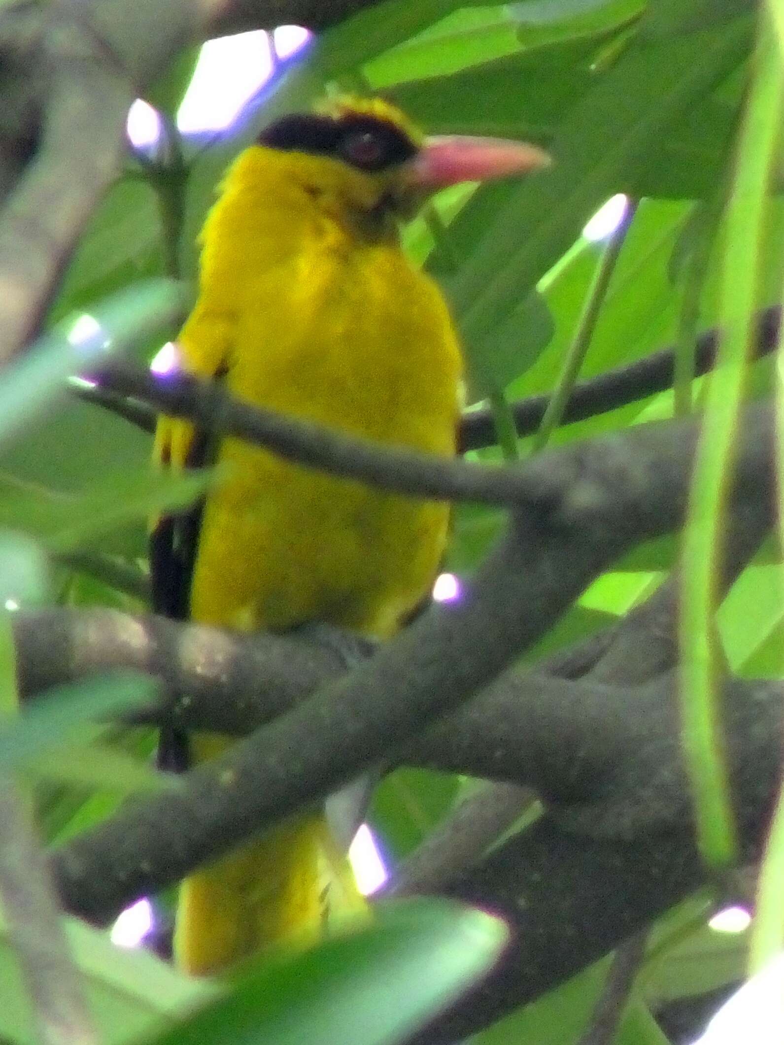 Image of Black-naped Oriole