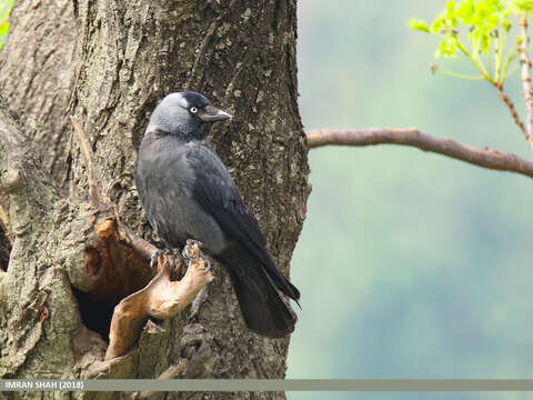 Image of Eurasian Jackdaw