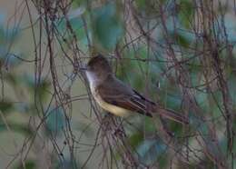 Image of American Dusky Flycatcher