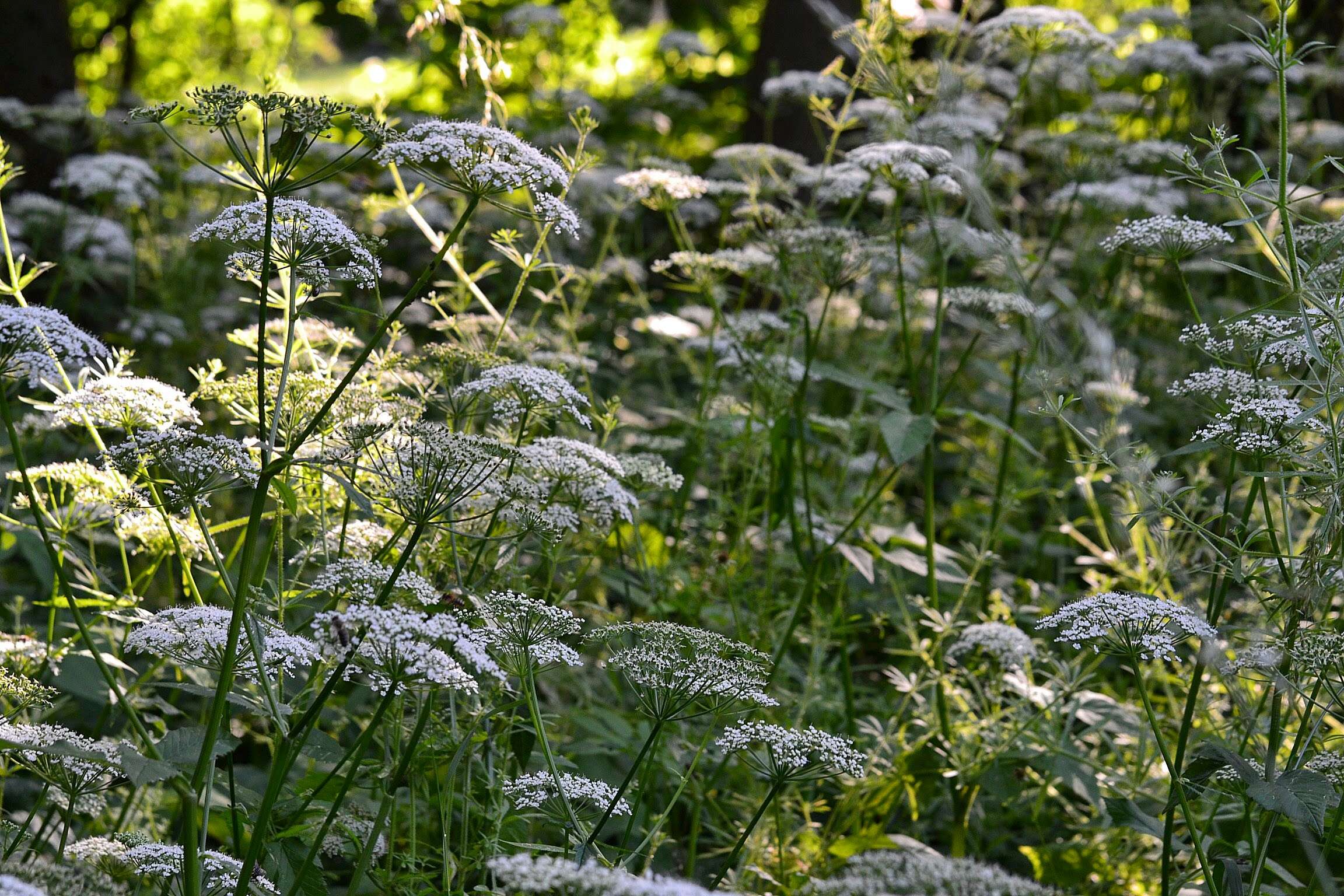 Image of bishop's goutweed