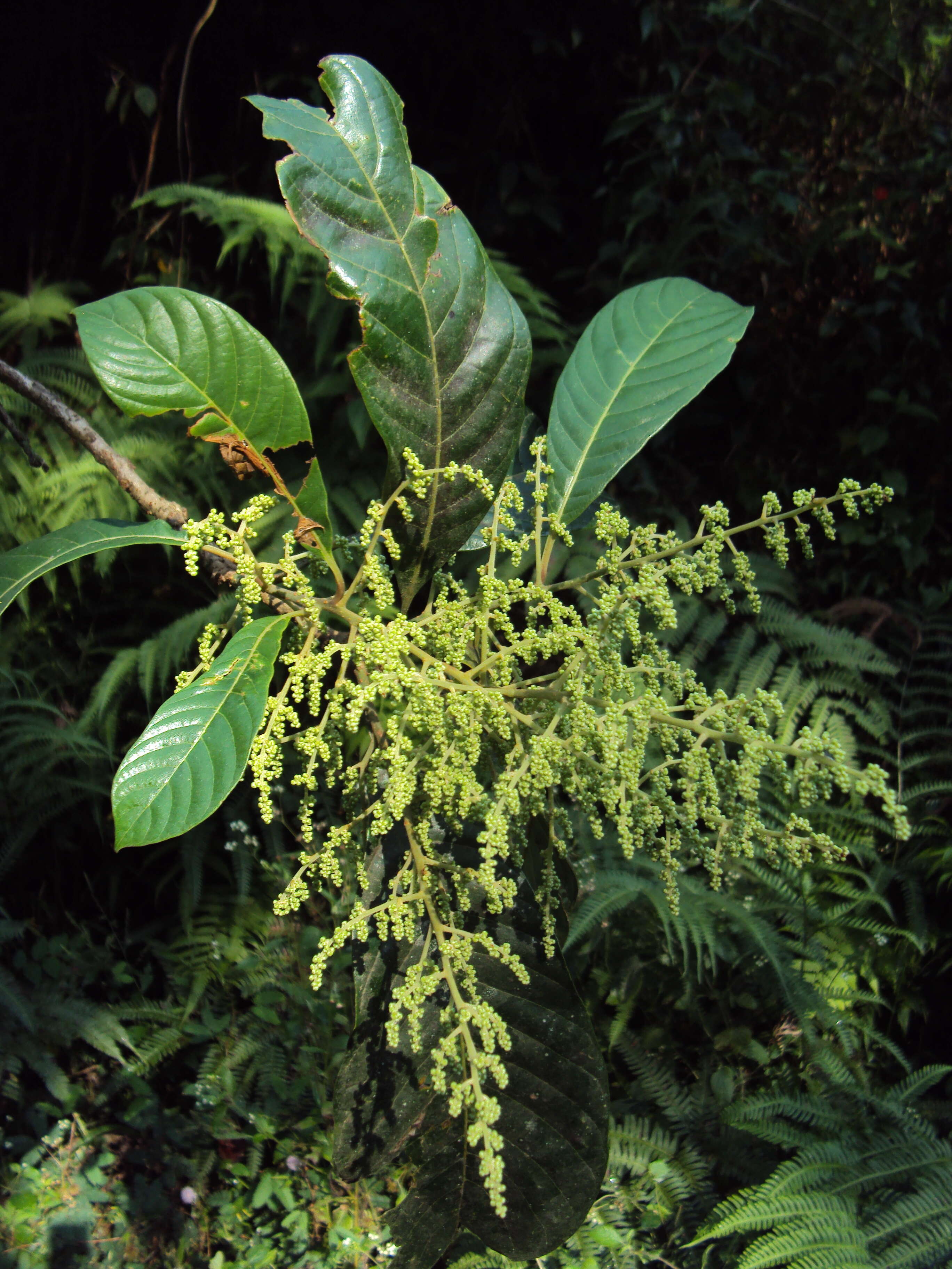 Image of Meliosma simplicifolia (Roxb.) Walp.