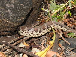 Image of Common Sand Boa