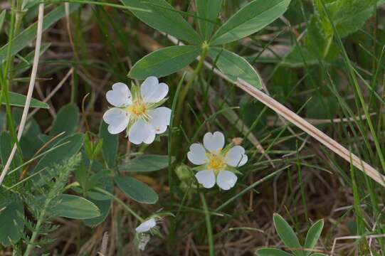 Imagem de Potentilla alba L.