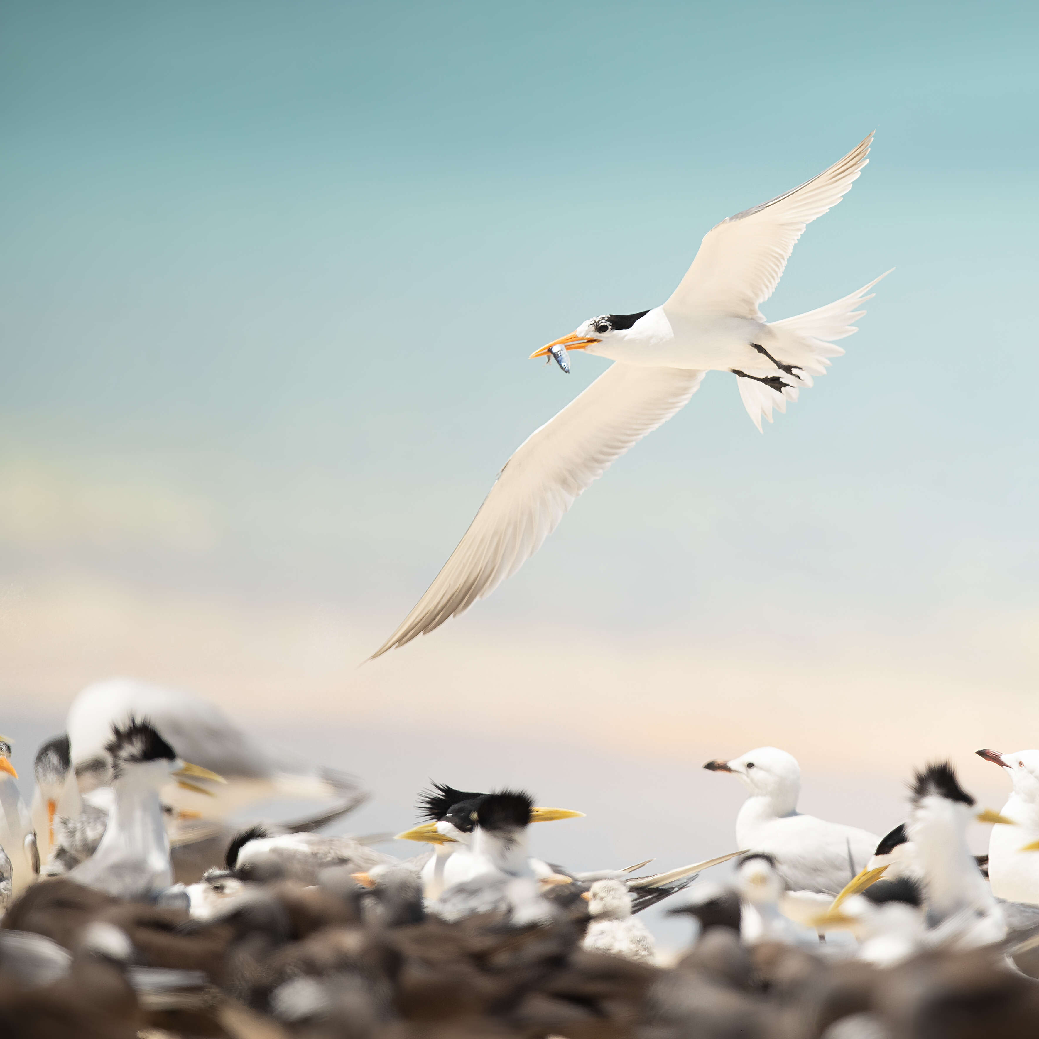 Image of Lesser Crested Tern