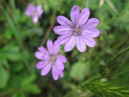 Image of hedgerow geranium