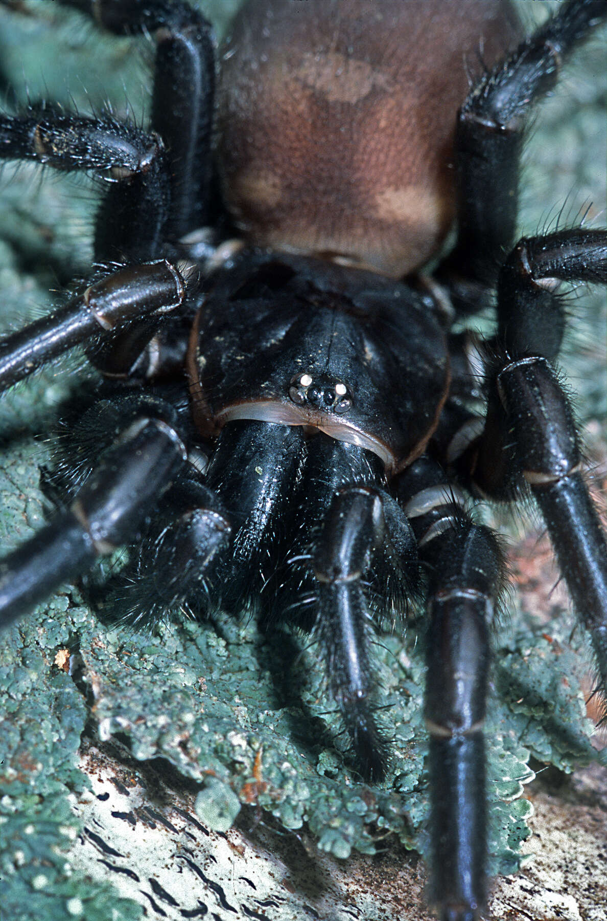 Image of Black tunnelweb