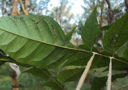 Image of Chukrasia tabularis A. Juss.