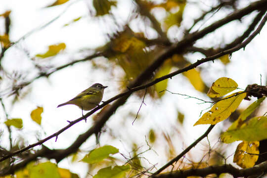 Image of Blue-headed Vireo